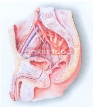 HANGING HUMAN ARTERIES MODEL OF THE MALE PELVIC CAVITY (MEDIAN SAGITTAL SECTION)